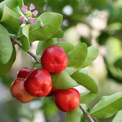 ALLNUTRITION Acerola Forte 100g 100 porcji naturalna witamina C odporność